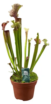Immagine prodotto di Sarracenia Judith Hindle - 30cm - Ø12cm - Pianta d'appartamento - Sempreverde