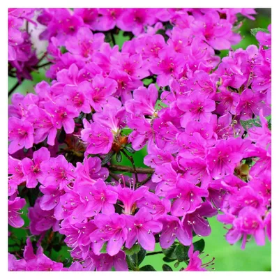 Produktbild von Violette Azalee (1 Stk.) - Japanische Rhododendron Pflanze - Immergrüne, winterharte Azalee - Mehrjährig blühende Pflanzen für Garten im Topf - Winterharte Kübelpflanzen