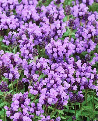 Produktbild von Prunella grandiflora, Großblütige Braunelle, violett, ca. 9x9 cm Topf