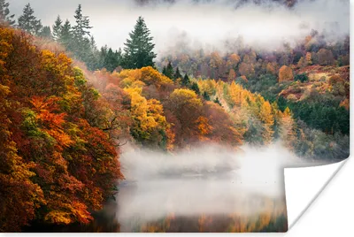 Produktbild von MuchoWow® Poster Herbst - Wald - Laub 90x60 cm - Schlafzimmer