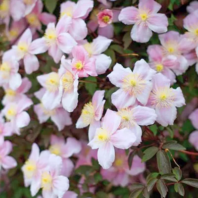 Immagine prodotto di 2 x Clematide montana - Clematis montana 'Mayleen' | 50-60 cm in contenitore