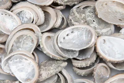 Produktbild von Abalone Muscheln 0,5kg (70–90 Stk) Haliotis pulcherina | Maritime Deko Basteln