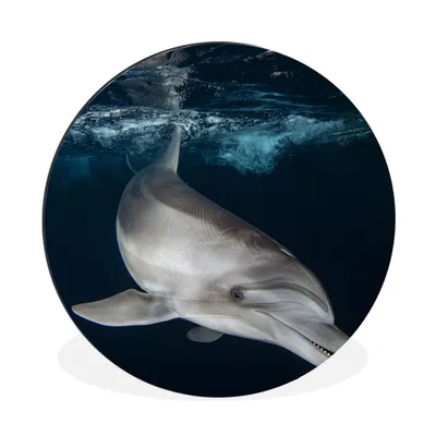 Produktbild von MuchoWow® Aluminium Wandkreis Delfin - Wasser Ø 90 cm Wanddeko Modern Wohnzimmer - Mauerkreis - Wandbilder - Runde Bild - Bild aus Aluminium - Schlafzimmer - Wohnzimmerdekoration - Wand Dekoration