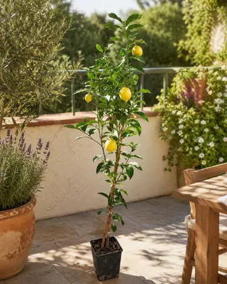 Produktbild von Zitronenbaum 120–140 cm Citrus limon Fino 49 echtes Zitronenbäumchen Mediterraner Zitrusbaum Stämmchen winterhart