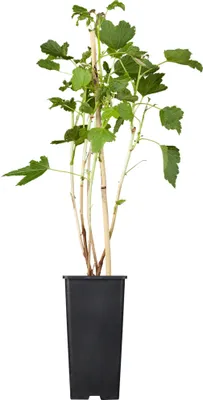 Produktbild von Schwarze Johannisbeere 'Titania'(s)