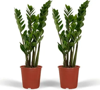 Obrázek produktu pro Štastné pírko Zamioculcas zamiifolia, smaragdová palma, 2 rostliny, prumer