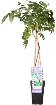 Produktbild von Chinesischer Blauregen Wisteria sinensis ‘Prolific’ Glyzinie Ø15cm 65cm hoch