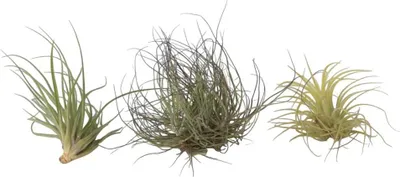 Produktbild von Mischung Tillandsien - 3 Stk - Tillandsia - Höhe 5-15cm - ⌀5cm
