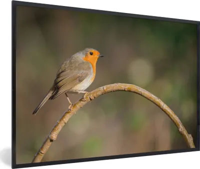 Produktbild von MuchoWow® Gerahmtes Poster Rotkehlchen - Vogel - Natur 90x60 cm - Poster mit Schwarzem Bilderrahmen Wandposter Rahmen Foto Bilder - Fotorahmen - Foto-Plakat