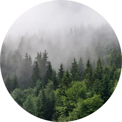 Produktbild von Sticker Kreis BÄUME im Nebel Wald Pflanzen Natur Grün Landschaft 3D Wanddeko Aufkleber Wandtattoo Wohnzimmer Esszimmer 100 cm x 100 cm