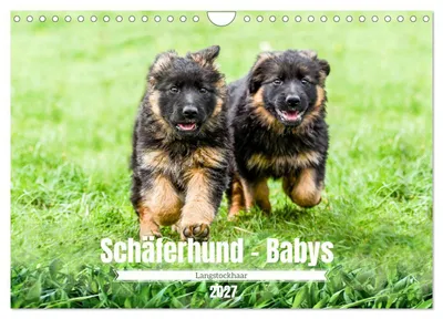 Produktbild von Langstockhaar - Schäferhund - Babys (Wandkalender 2027 DIN A4 quer), CALVENDO Monatskalender