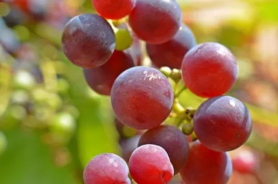 Obrázok produktu pre Zweigelt Horitschon 2015, Vinárstvo Kerschbaum, 0,75l