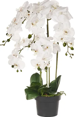 Obrázok produktu pre BELIANI Umelá rastlina v kvetináči orchidea zelená a biela syntetický materiál 63 cm dekorácie doplnky interiér