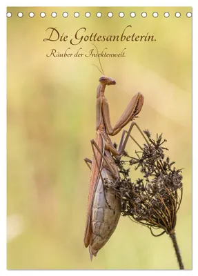 Produktbild von Die Gottesanbeterin. Räuber der Insektenwelt. (Tischkalender 2027 DIN A5 hoch), CALVENDO Monatskalender
