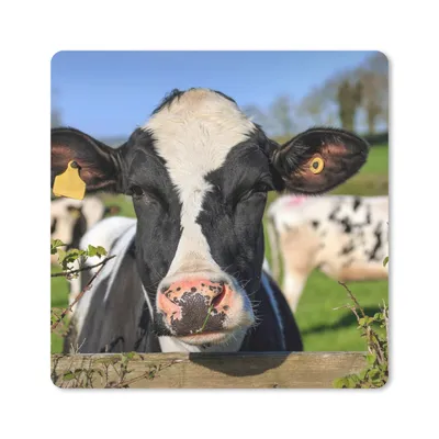 Produktbild von MuchoWow® Mauspad Mousepad Kuh - Zaun - Gras - Tiere 20x20 cm - Mousepads - Maus Mat - Pad - Mausunterlage - Desk Mat - Bureauartikeln