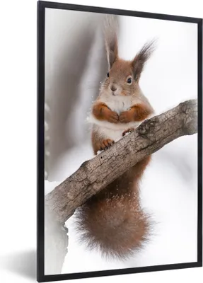 Produktbild von MuchoWow® MuchoWow® Gerahmtes Poster Eichhörnchen - Baum - Schneeflocke - Winter 60x90 cm - Poster mit zchwarzem Bilderrahmen - Kunst