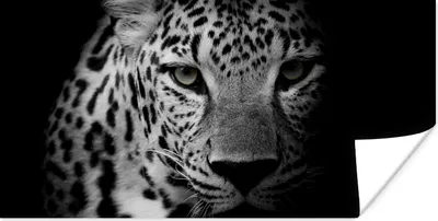 Produktbild von MuchoWow® Poster Tiere - Schwarz - Weiß - Panther - Porträt 80x40 cm - Wanddeko
