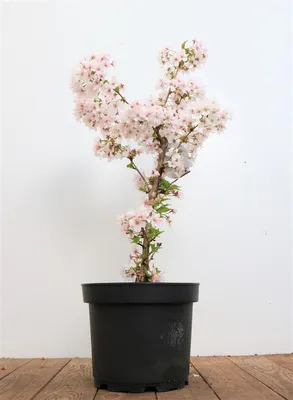 Produktbild von Prunus incisa 'Mikinori', Zierkirsche, rosa Blüten, 40–60 cm