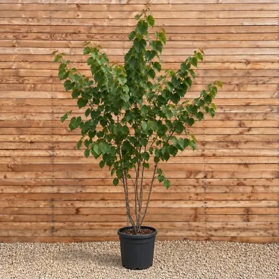 Produktbild von Kanadischer Judasbaum 300-350 cm - Cercis canadensis mehrstämmig