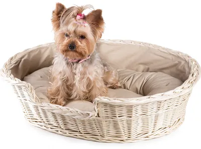 Produktbild von JIPRO® Katzenkorb, Hundebett aus Weide gebleicht mit beigem Kissen Luisa I. - B 55 x T 40 x H 18(cm)
