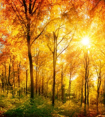 Produktbild von Fototapete - Sunny Forest 225x250cm - Vliestapete