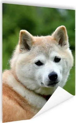 Produktbild von MuchoWow® Poster Akita-Fotodruck 120x160 cm - Wandbilder