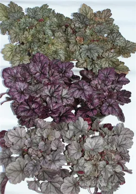 Produktbild von Heuchera Mix Set silber-grau - Purpurglöckchen, 6 Töpfe a 12 cm - 6 Töpfe a 12 cm