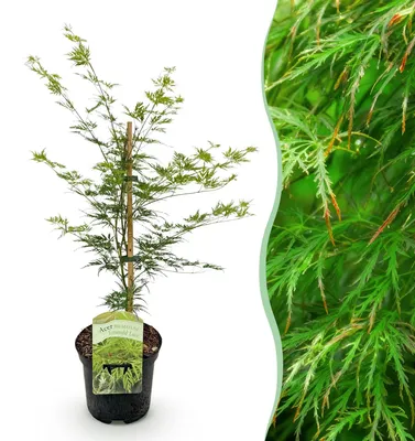 Produktbild von GreenboutiQ - Balkonpflanze - Japanischer Ahorn - Acer palmatum Emerald Lace - Grün - 1 Pflanze - Laubabwerfend - Topf 19cm Höhe 70cm