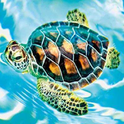 Produktbild von Malen nach Zahlen 5d Diamond Painting Schildkröte Malen nach Zahlen 20x30cm