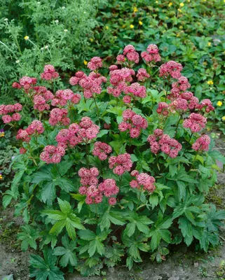 Produktbild von Astrantia major 'Rosensinfonie', Sterndolde, rosa, ca. 9x9 cm Topf