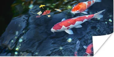 Produktbild von MuchoWow® Poster Vier Koi-Karpfen in einem Teich 120x60 cm - Bild