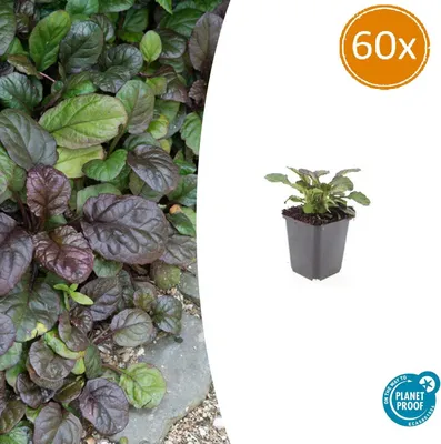 Obrázek produktu pro Pudopokryvné rostliny - Ajuga reptans 'Catlin's Giant' - 9cm kvetinác - sada 60 rostlin