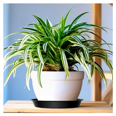 Produktbild von Runder Blumentopf-Untersetzer, 32 cm, Schwarz, 5 Stück