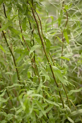 Produktbild von Salix matsudana 'Tortuosa', Korkenzieher-Weide, 60–100 cm