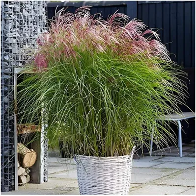 Produktbild von Stauden Gänge 1 x Miscanthus sinensis 'Red Cloud®' im 1 Liter Topf - Rotes Chinaschilf - Eine Farbexplosion aus natürlicher Anmut - Winterhart
