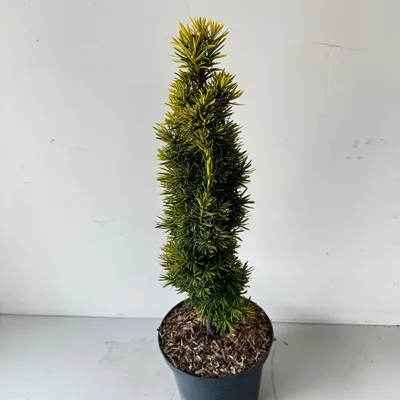 Produktbild von Taxus baccata 'Standisii' - Japanische Goldene Eibe | 40-50 cm im topf