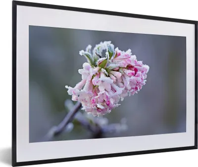 Produktbild von MuchoWow® MuchoWow® Gerahmtes Poster Blumen - Rosa - Gefroren 60x40 cm - Poster mit zchwarzem Bilderrahmen - Schlafzimmer - Plakat in Rahmen - Drucken