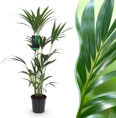 Produktbild von Green boutiQ - Zimmerpflanze - Howea Forsteriana - Kentia-Palme - Wenig Pflege - Grün - 1 Pflanze - Topf 21cm - Höhe 120-130cm