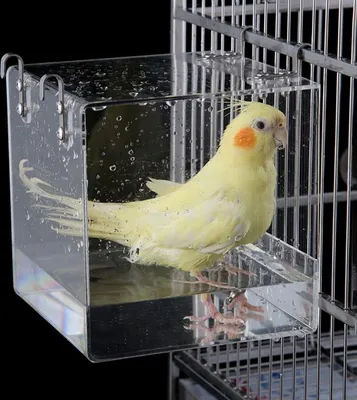 A yellow cockatiel is bathing in a clear acrylic bird bath attached to a bird cage.
