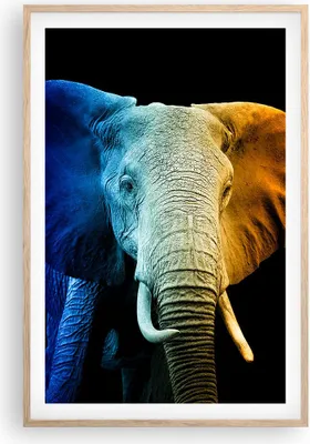 Produktbild von Gerahmtes Poster - Rahmen in heller Eiche - Bunt Elefant Fotografie - 61x91,5 cm - Wand Bild - Wanddeko - Wandbilder - Kunstposter - Wandposter - Bilderrahmen - Bilder - Kunstdruck - P2NPA61x91-4768