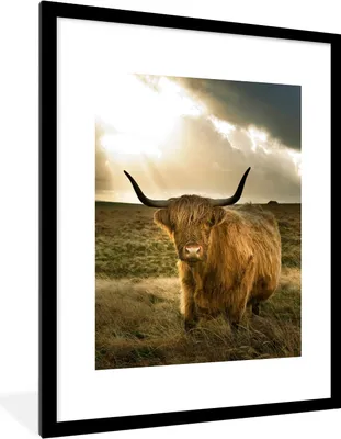 Produktbild von MuchoWow® Gerahmtes Poster Schottischer Hochländer - Sonne - Tiere 60x80 cm - Poster mit Schwarzem Bilderrahmen Wandposter Rahmen Foto Bilder - Wohnzimmer - Dekorationen - Prämie