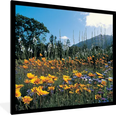 Produktbild von MuchoWow® Gerahmtes Poster Blumen - Natur - Farbe 40x40 cm - Poster mit Schwarzem Bilderrahmen Wandposter Rahmen Foto Bilder - Mit Rahmen - Wanddekoration Schlafzimmer