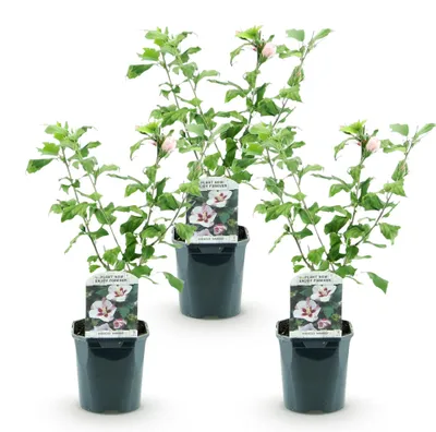 Image de Green boutiQ - Plante de jardin - Hibiscus syriacus Hamabo - Hibiscus de jardin - Résistant au froid - Blanc - Rose - 3 plants - Pot de 17 cm - Hauteur 45 cm