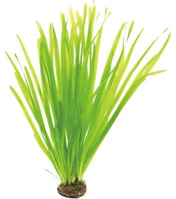 Obrázek produktu pro Vodní rostlina Vallisneria spiralis