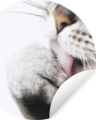 Produktbild von Fototapete - Rund - Katze - Pfote - Kopf - Ø 80 cm - Selbstklebend