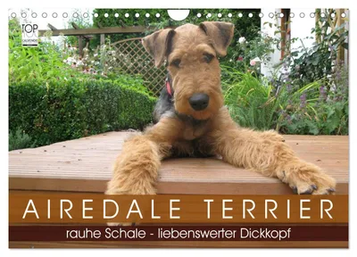 Produktbild von Airedale Terrier (Wandkalender 2027 DIN A4 quer), CALVENDO Monatskalender