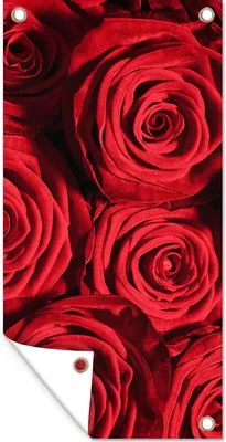 Produktbild von MuchoWow® 80x160 cm Outdoor-Poster Gartendeko Sichtschutz Garten Poster für den Garten  Rosen - Rose - Rot