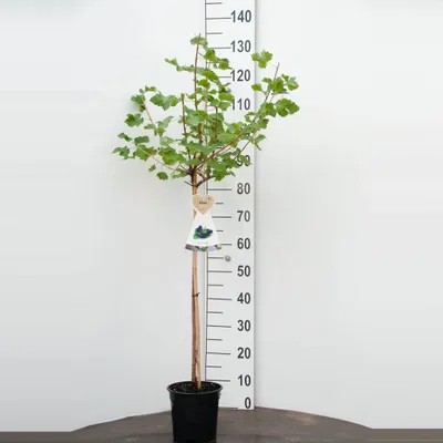 Obrázek produktu pro Jostaberry 120 cm roubované Ribes jostaberry