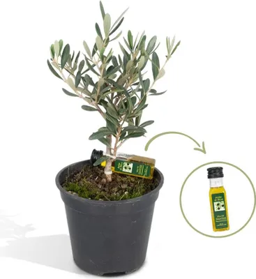 Produktbild von Hello Plants Olea Am Stamm Olivenbaum - Ø 13 cm Topf - Höhe: 25 cm