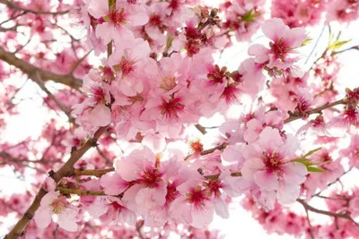 Produktbild von Fototapete - Apple Blossom 375x250cm - Vliestapete